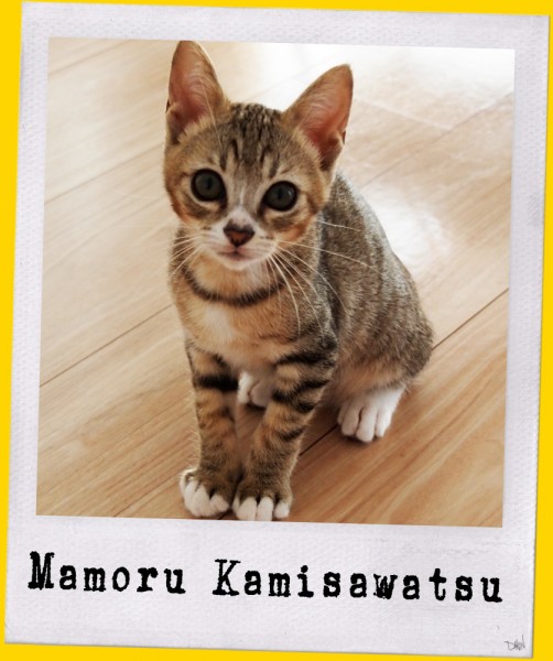 mamoru